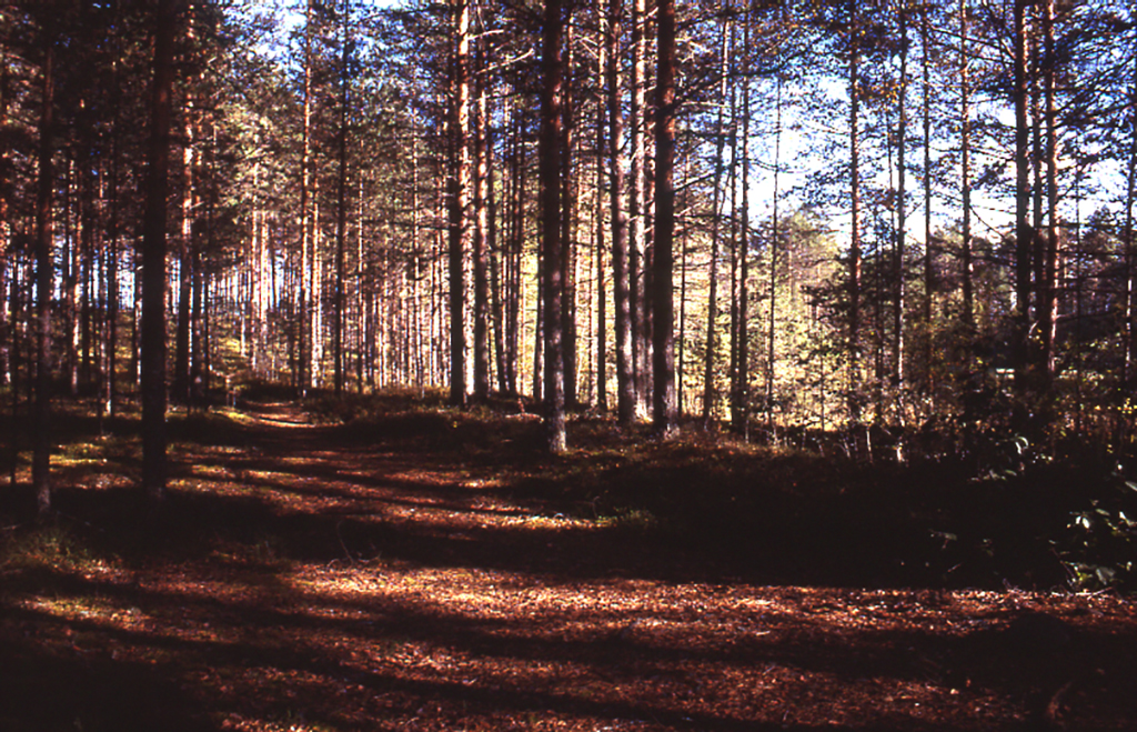 Outokumpu, Särkiselän pohjoisranta. Kuvassa on tiheää havupuumetsää, johon aurinko sarastaa. Kuva: Petro Pesonen/ Pohjois-Karjalan museo