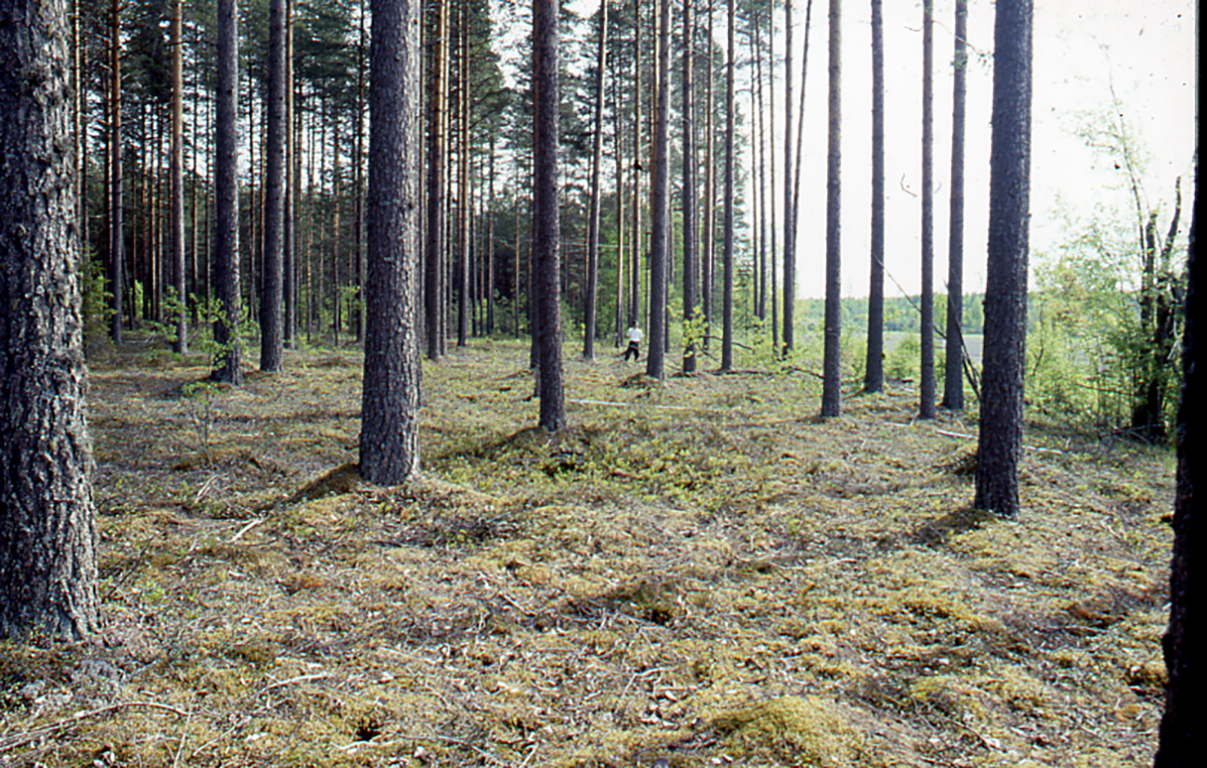 Metsäaukea Polvijärven Pohjanperänkankaalla vuonna 2002.