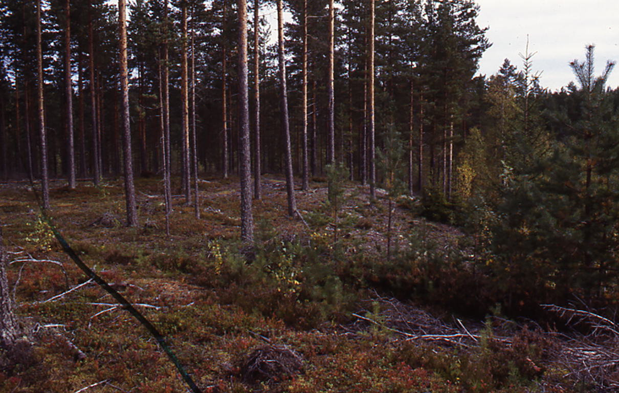 Asuinpaikkapainanne Outokummun Pyttylammelta. Paikka on metsäkangas, jossa on varpuja ja mäntyjä. Kuvan on ottanut Petro Pesonen vuonna 2002.