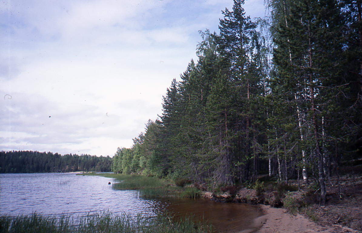 Muinaista rantaa Kiihtelysvaarassa, jossa hiekkarannasta jatkuu sininen järvi. Rannalla on vihreää kaislikkoa ja taustalla havumetsää. Kuva: Pohjois-Karjalan museo