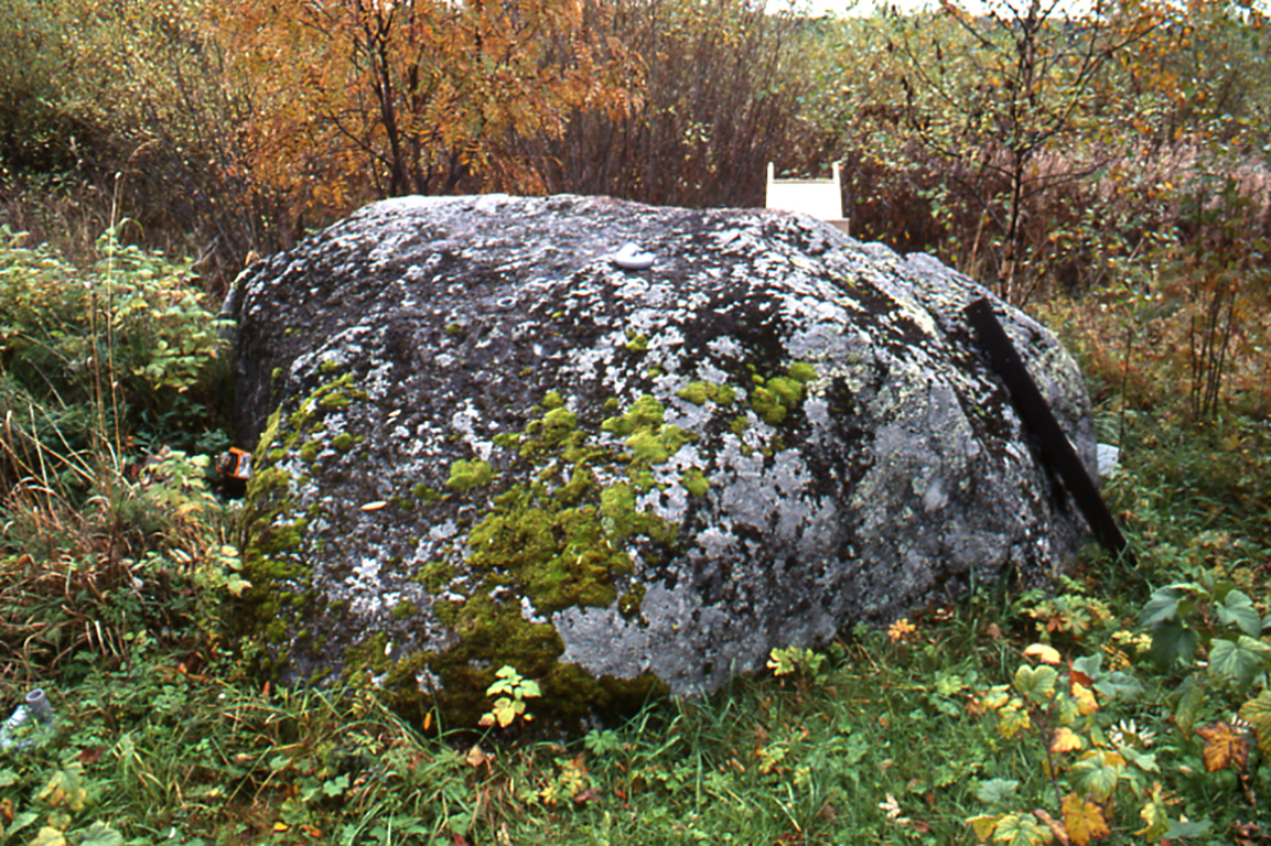 Kuppikivi Enon Venälästä. Kivi on pyöreä, puoliksi maan alla oleva ja kasvillisuuden reunustama.