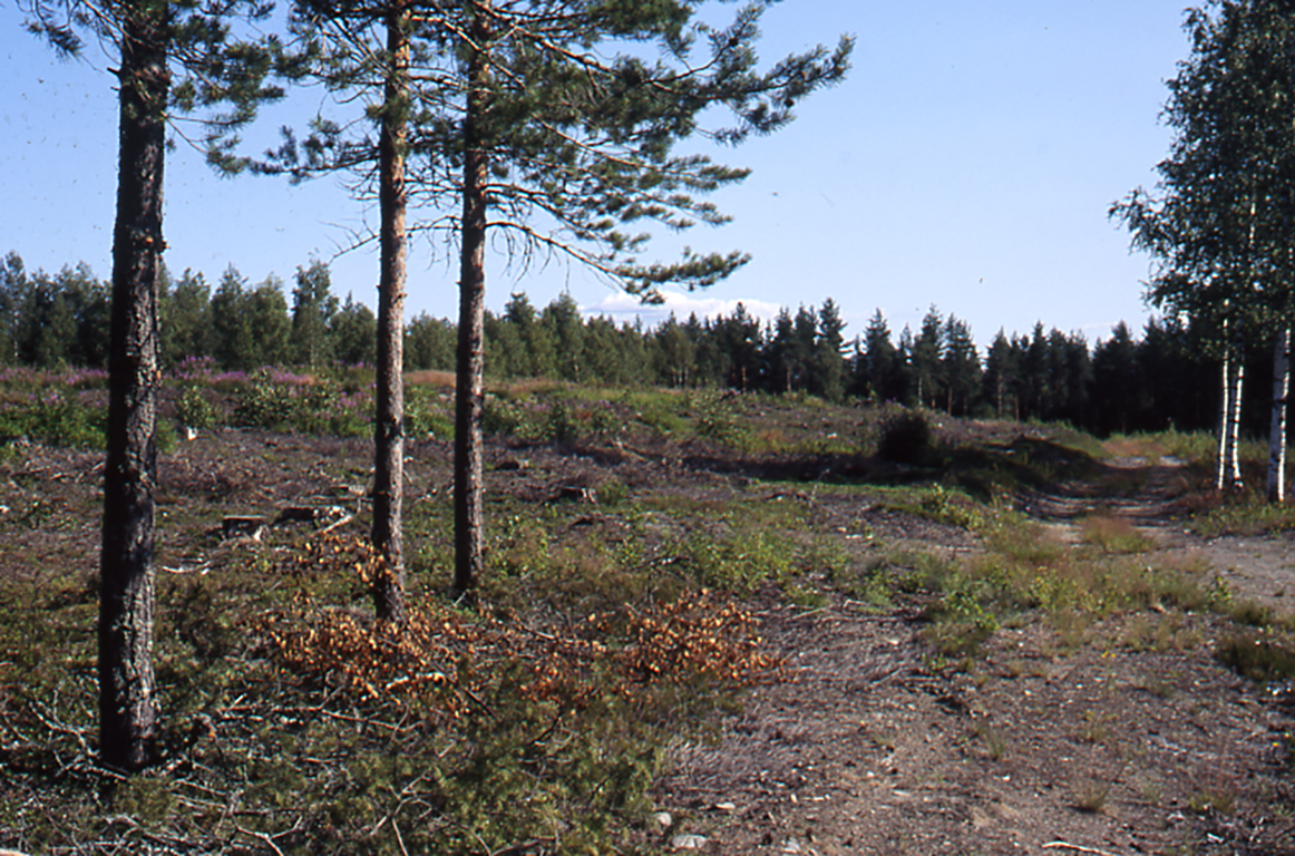 Metsäaukea Rääkkylän Ylälampi-Sarvisuolta vuodelta 2004. Kuvan on ottanut Oili Forsberg.